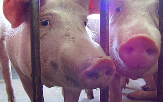 Afrykański pomór świń zbliża się do Polski